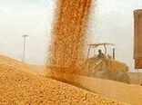 پیش‌بینی خرید تضمینی بیش از یک میلیون تن گندم در کردستان
