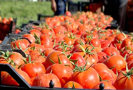 پیش‌بینی تولید بیش از ۶۰۰ هزار تن گوجه‌فرنگی در استان بوشهر