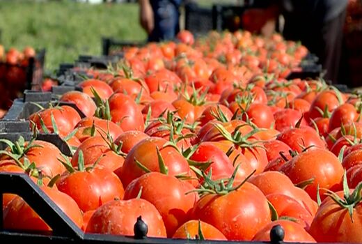 پیش‌بینی تولید بیش از ۶۰۰ هزار تن گوجه‌فرنگی در استان بوشهر