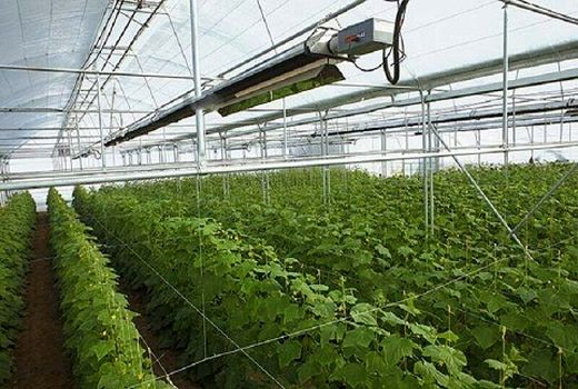 استان بوشهر رتبه نخست تولید نشا مکانیزه سبزی و صیفی در کشور 