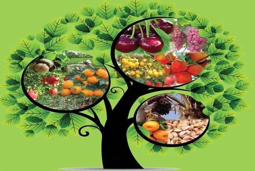 برداشت ۲۴۰ هزار تُن محصولات باغی در چهارمحال و بختیاری