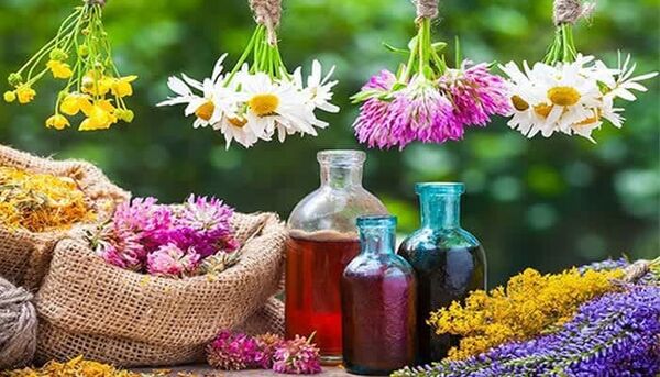 کشت گیاهان دارویی، راهی برای توسعه پایدار در استان چهارمحال وبختیاری 