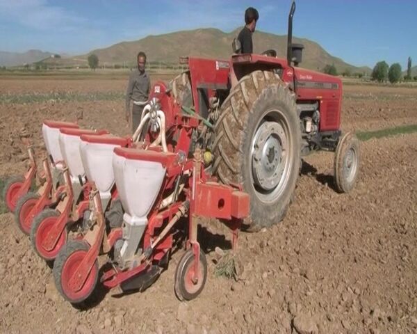 آغاز کشت سورگوم علوفه‌ای در البرز