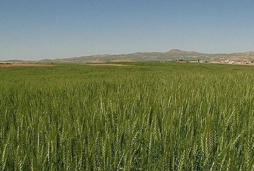 بررسی عملکرد طرح جهش تولید در دیمزارهای قزوین 