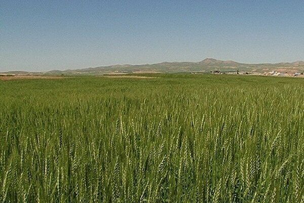 بررسی عملکرد طرح جهش تولید در دیمزارهای قزوین 