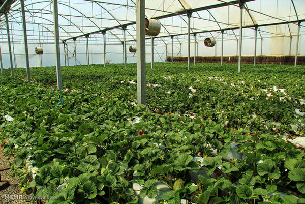 ایجاد چهار شهرک کشاورزی در شهرستان کیار 