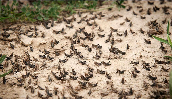 تجهیز آمادگاه مبارزه با امراض عمومی در ایرانشهر
