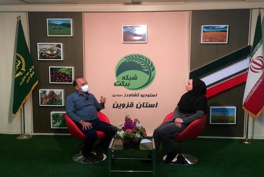 «مدیریت سن غلات در بخش کشاورزی» در برنامه استودیو کشاورز استان قزوین بررسی شد