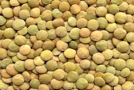 کشت حبوبات عامل کاهش آفات در گندم می‌شود