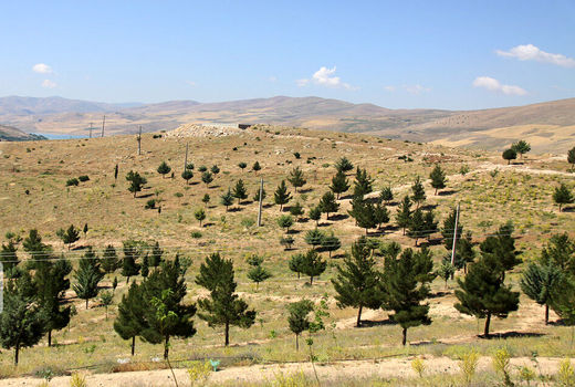 هکتار جنگل‌کاری در استان قزوین انجام می‌شود