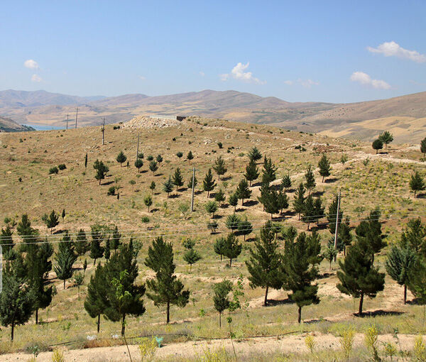 هکتار جنگل‌کاری در استان قزوین انجام می‌شود