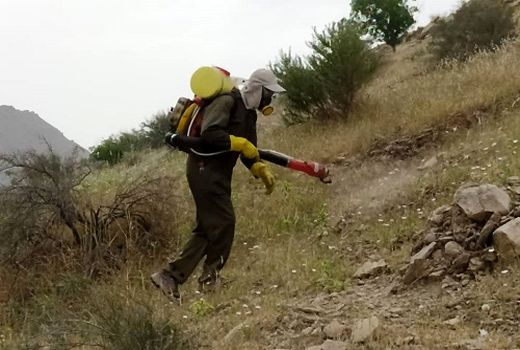 مبارزه ۱۰ هزار هکتاری با ملخ صحرایی در فارس