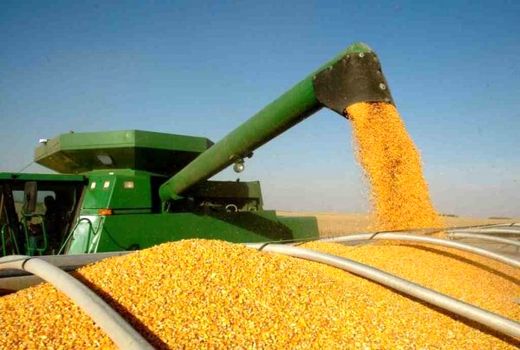 تولید بیش از 14هزار تن ذرت دانه ای در مزارع داراب