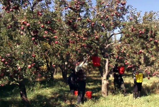 تولید 45 درصد سیب استان آذربایجان شرقی در شهرستان مراغه