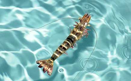 بازگشایی مجموعه چند منظوره آبزی‌پروری در هند