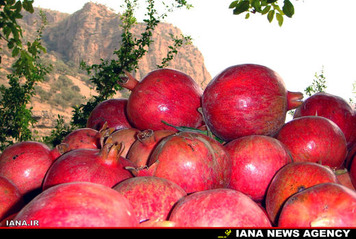 فرآوری 20درصد انار برداشت شده در طارم