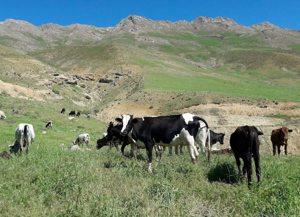۳۰ هزار هکتار از مراتع استان قزوین امسال ممیزی می‌شوند