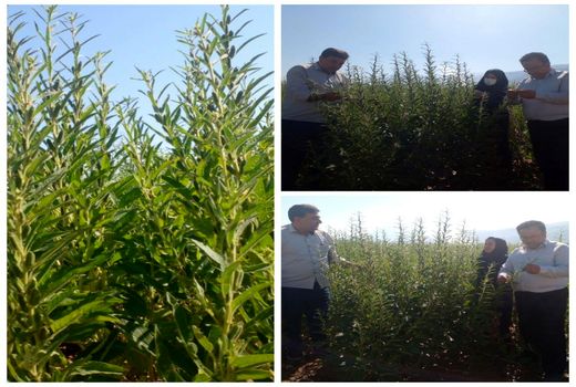 کاشت کنجد در سطح ۳۰ هکتار از اراضی شهرستان جلفا