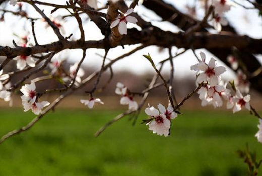 ضرورت فعال شدن سامانه رصد و مانتیتورینگ باغات در چهارمحال و بختیاری