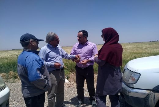 بازدید کارشناسان فنی از مزارع غلات شهرستان تاکستان