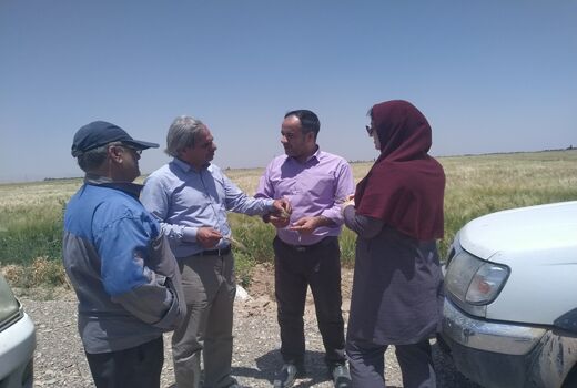 بازدید کارشناسان فنی از مزارع غلات شهرستان تاکستان