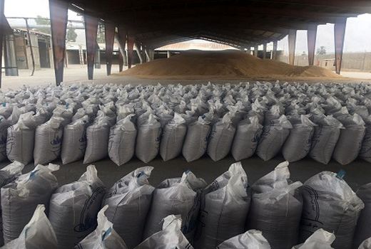 آغاز بوجاری بذور گندم و جو در شهرستان داراب