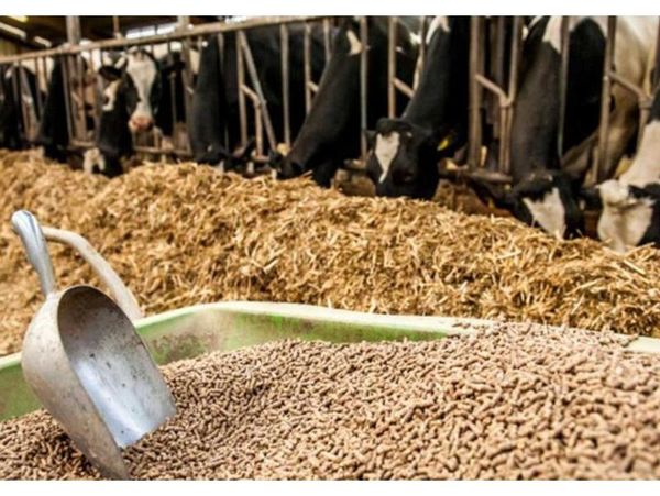 120 تن جو به دامداران محمودآبادی توزیع شد