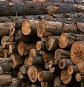 کشف و ضبط 36 تن چوب قاچاق طی یک سال گذشته در شهرستان سرخه