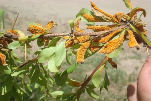 زنگ زرشک در باغات درمیان خراسان جنوبی