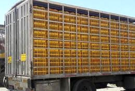 کشف ۷ هزار قطعه مرغ قاچاق در دره شهر 