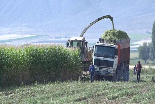 آغاز برداشت ذرت علوفه ای از مزارع فریدن