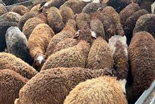 کشف قاچاق دام در خراسان شمالی ۵۱ درصد کاهش یافت