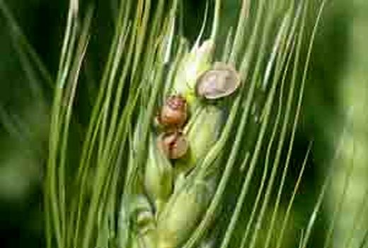  مبارزه با پوره سن گندم در فسا آغاز شده است 