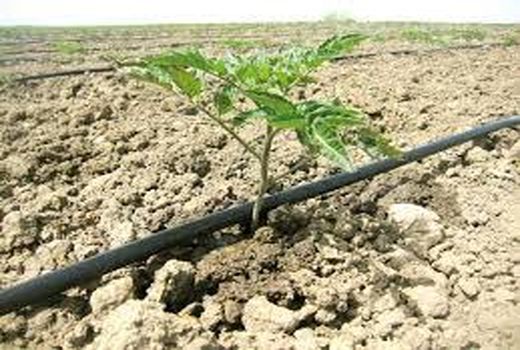 هزار هکتار از مزارع استان بوشهر زیر کشت گوجه فرنگی پاییزه رفت