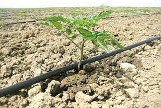 هزار هکتار از مزارع استان بوشهر زیر کشت گوجه فرنگی پاییزه رفت