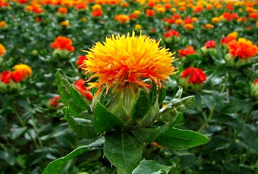 رشد ۴۰۰ درصدی مساحت زیر کشت گلرنگ در استان اصفهان