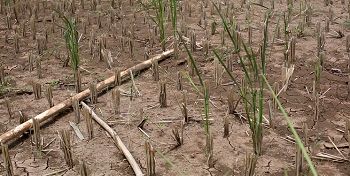  خشکسالی ۸۵۰ میلیارد تومان  به مزارع و باغات کشاورزی ایلام خسارت زد