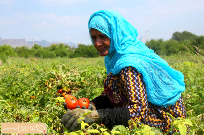 برداشت محصول گوجه فرنگی در میناب