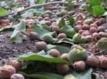 برداشت گردو در آذربایجان غربی آغاز شد