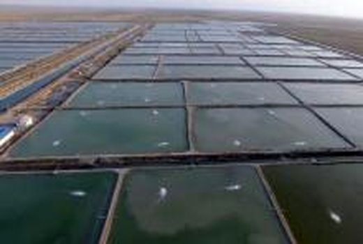 گسترش طرح‌های پرورش آبزیان در استان بوشهر 