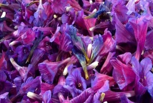  مزارع گیاهان داروئی ویژه درمان بیماری‌های خاص ایجاد می‌شود.