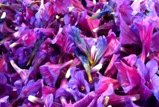  مزارع گیاهان داروئی ویژه درمان بیماری‌های خاص ایجاد می‌شود.