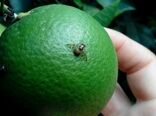 برگزاری مانور مبارزه با آفت مگس میوه مدیترانه ای در بخش چترود شهرستان کرمان