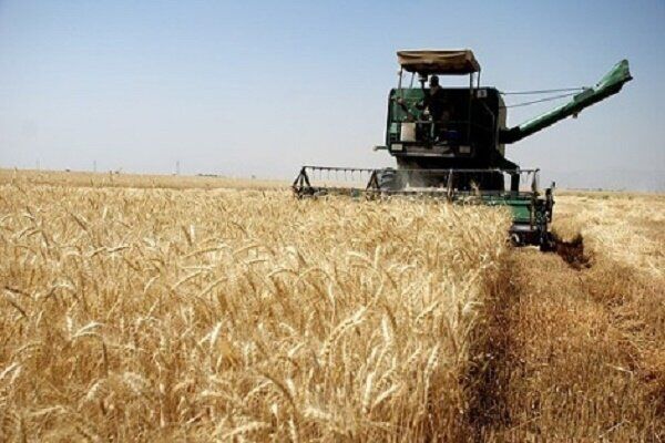 خرید بیش از ۱۸۶ هزار تن گندم از کشاورزان استان قزوین