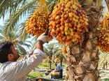 آغاز برداشت محصول خرما در شهرستان زرین دشت