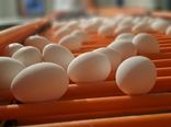 آذربایجان شرقی، قطب تولید تخم‌مرغ کشور با سهم ۱۰ درصدی از تولید ملی