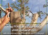 سرشاخه کاری 550 هزار و 428 پیوندک باغات گردوی استان همدان