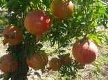 آغاز برداشت انار از باغات گیلان