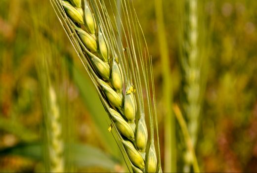 افزایش ۸۰ درصدی خرید تضمینی گندم نسبت به سال گذشته در لرستان