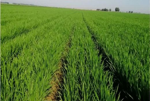 افزایش عملکرد نخیلات  با کشت روی پشته